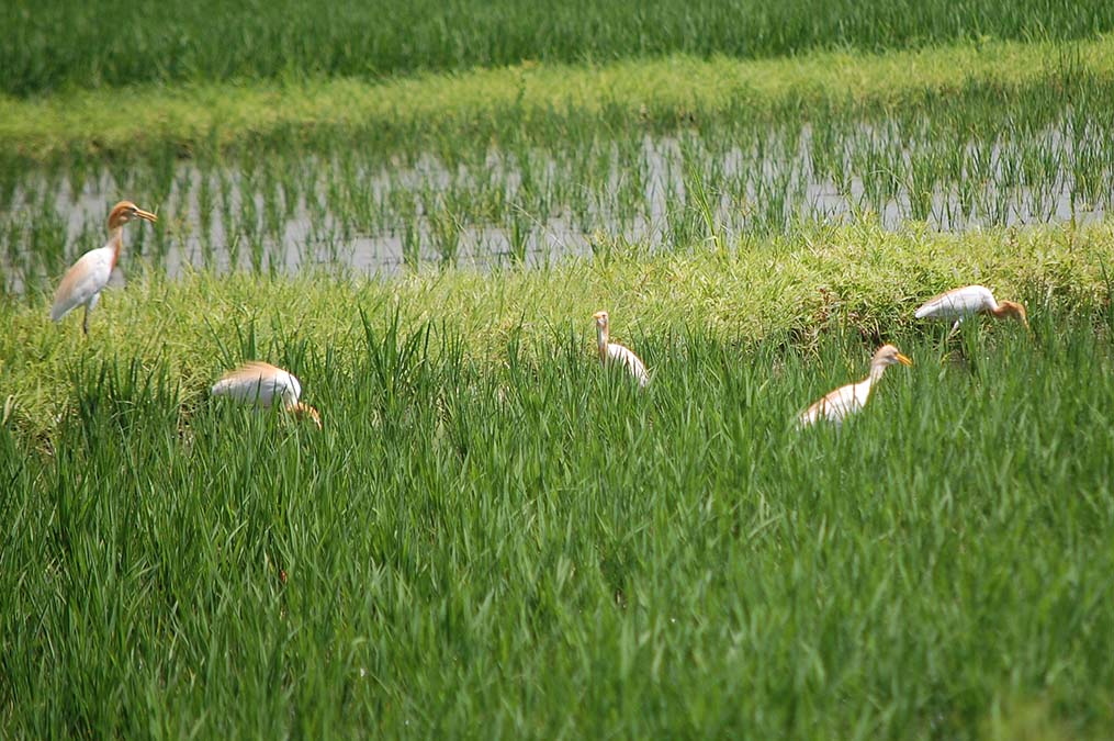 アマサギ