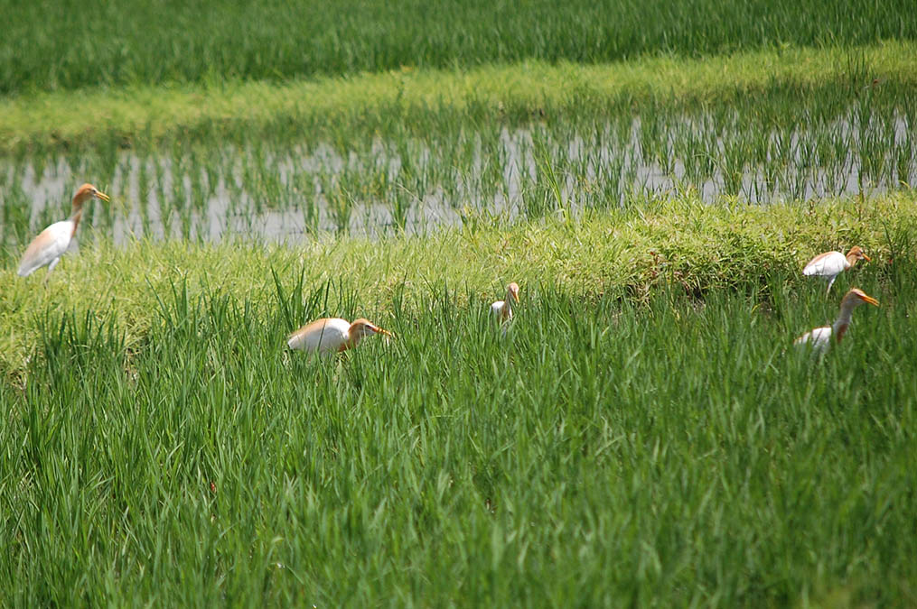 アマサギ
