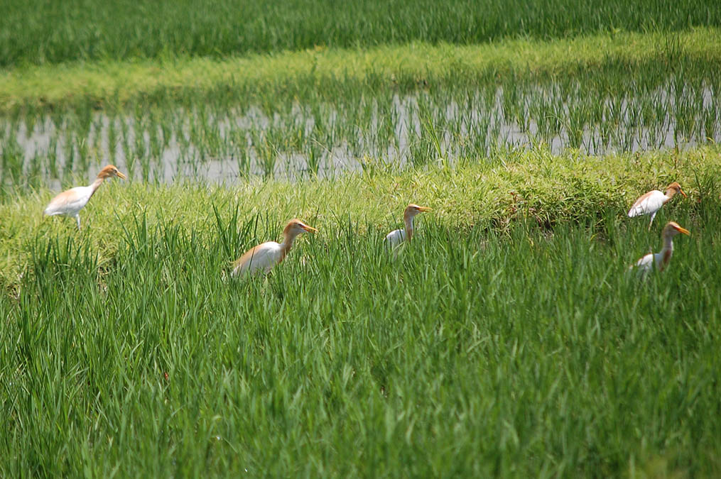 アマサギ