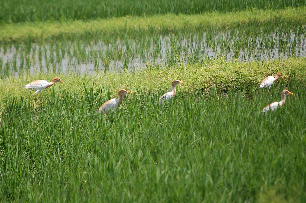 アマサギ