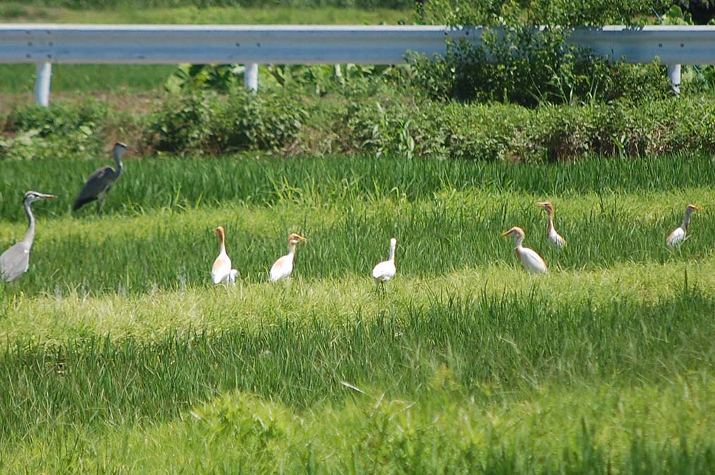 アマサギ