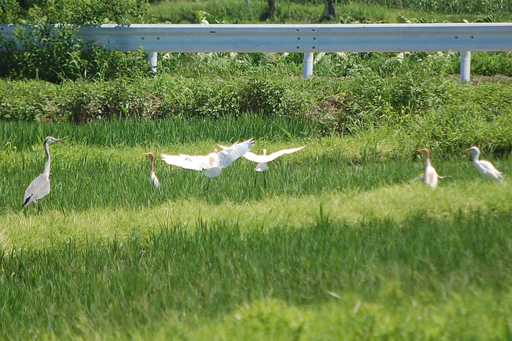 アマサギ