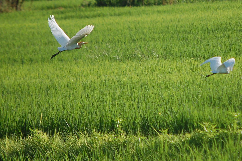 アマサギ