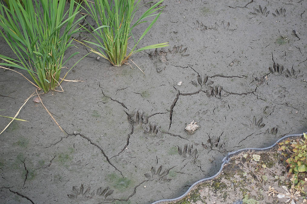 アライグマの足跡