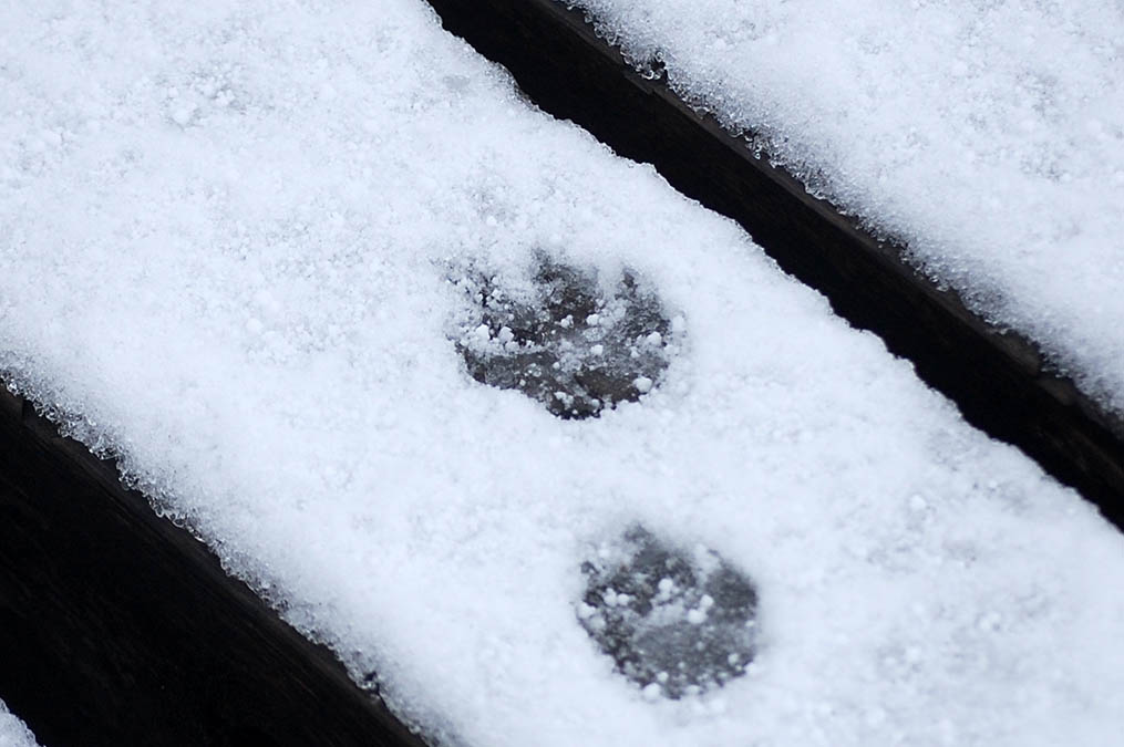 雪の上の足跡