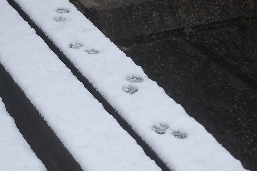 雪の上の足跡