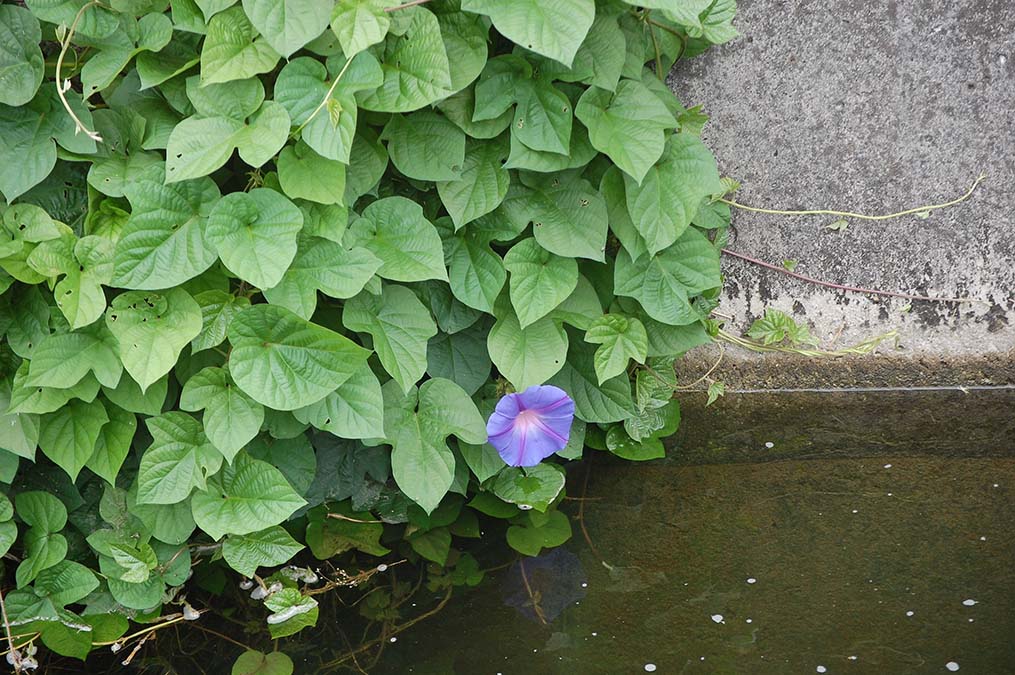 アサガオの花一輪