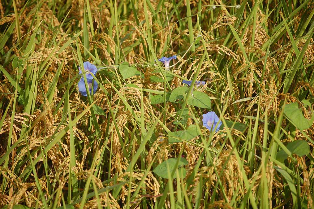 稲穂にアサガオ