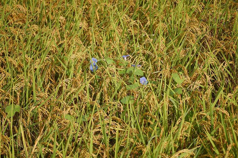 稲穂にアサガオ