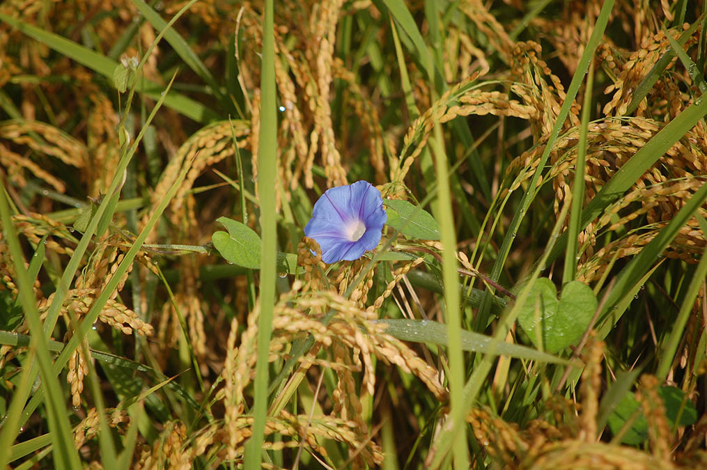 稲穂にアサガオ