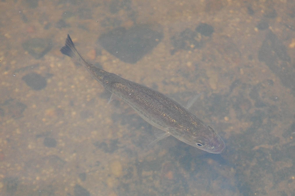 ブラックバスの幼魚