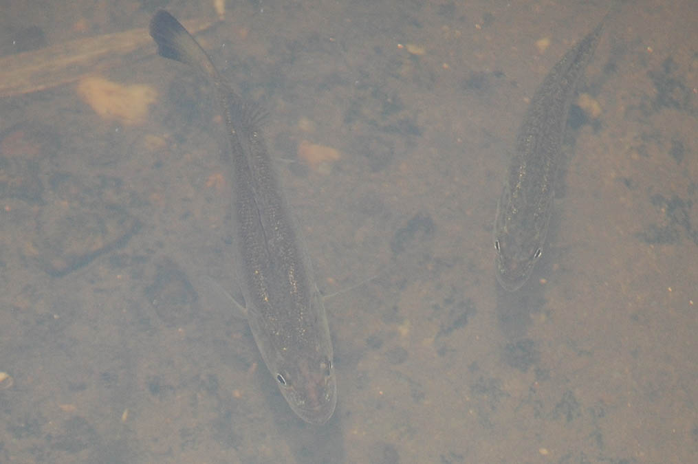ブラックバスの幼魚