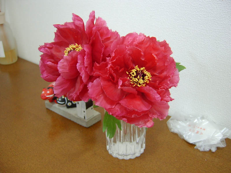 ボタンの花