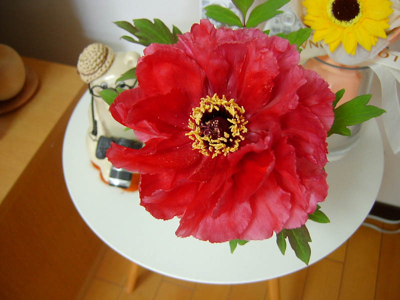 ボタンの花