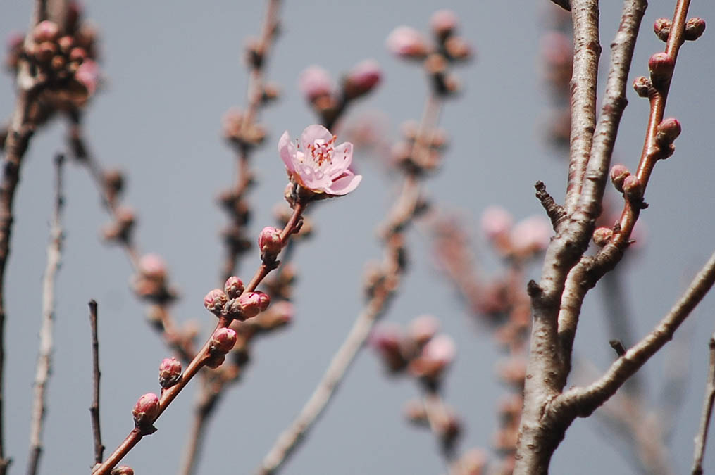 花桃