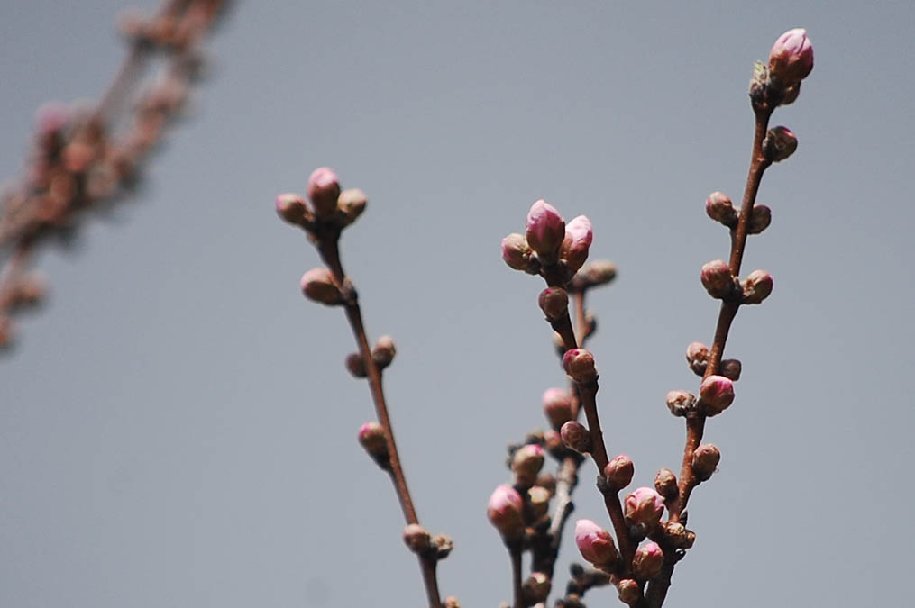 花桃
