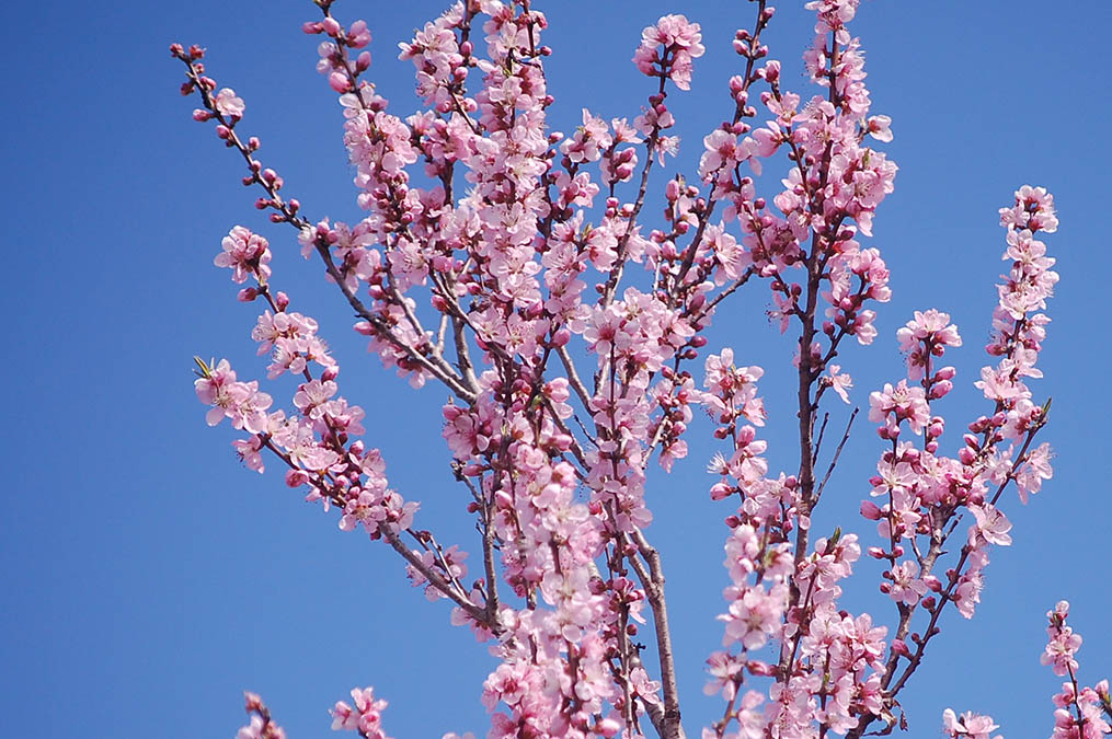 花桃