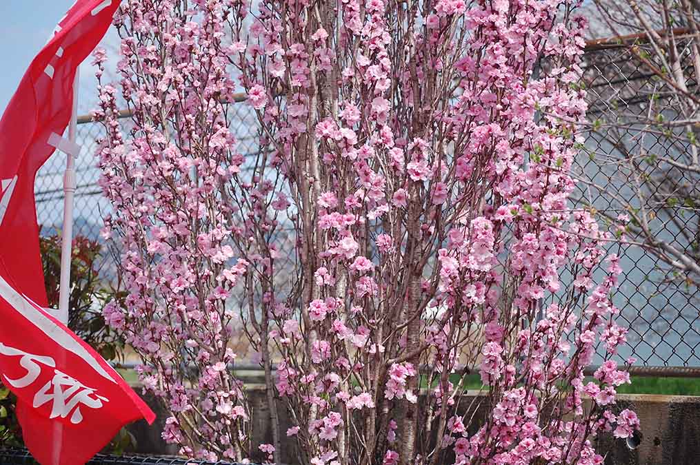 花桃と幟