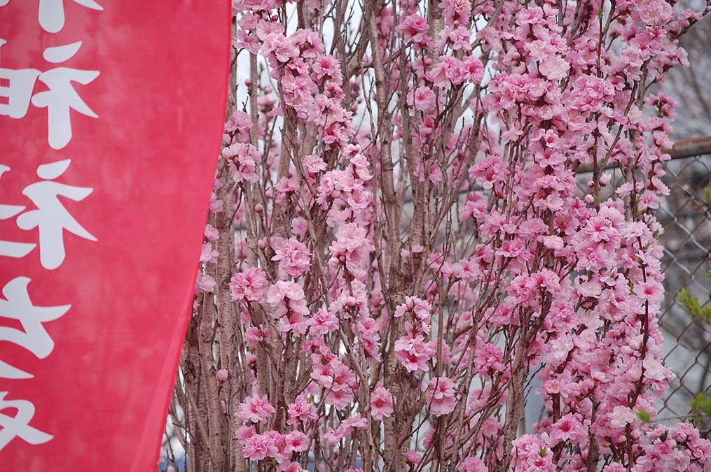 花桃
