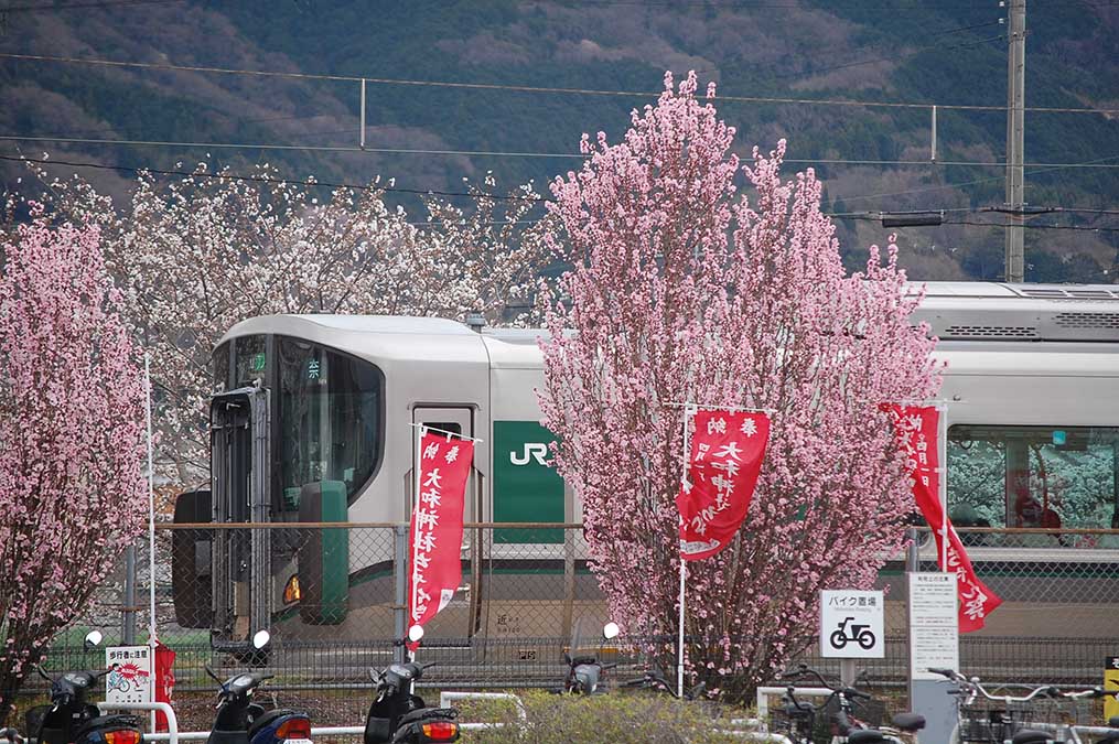 電車と花桃