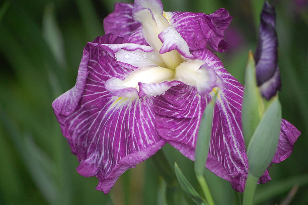 花菖蒲