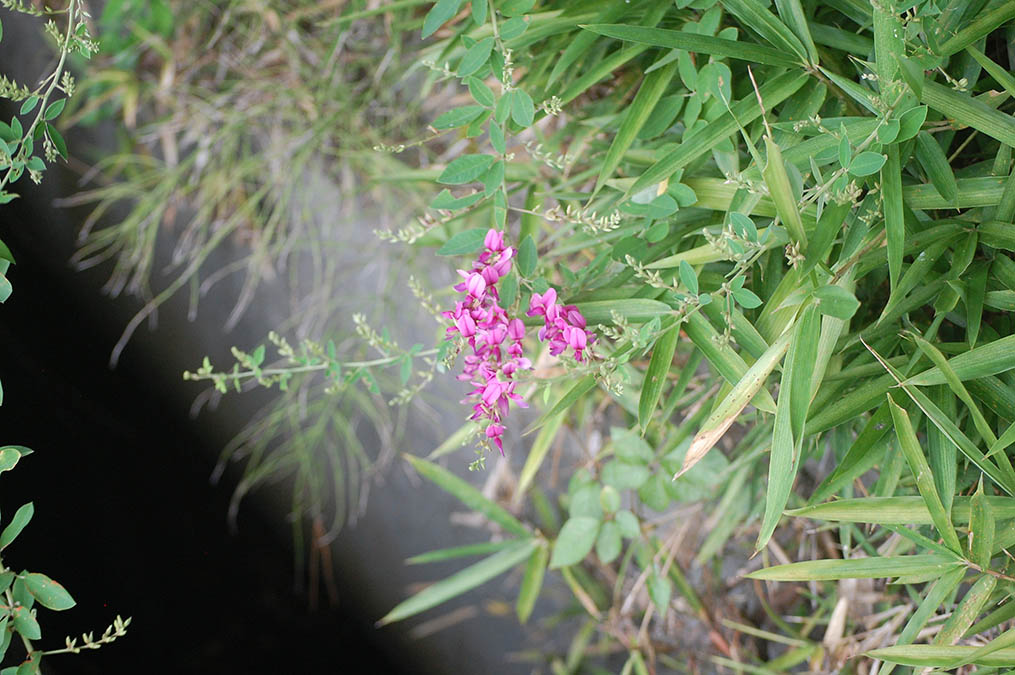 萩の花