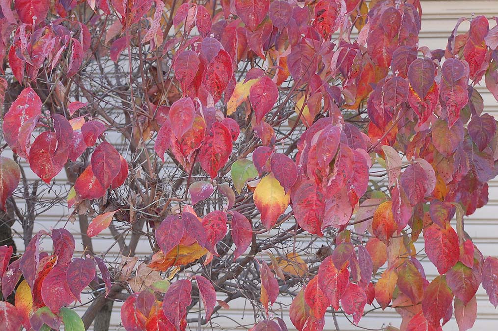 ハナミズキの紅葉