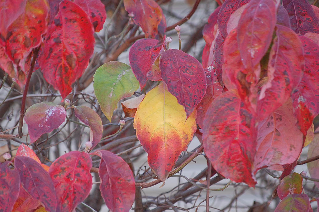 ハナミズキの紅葉