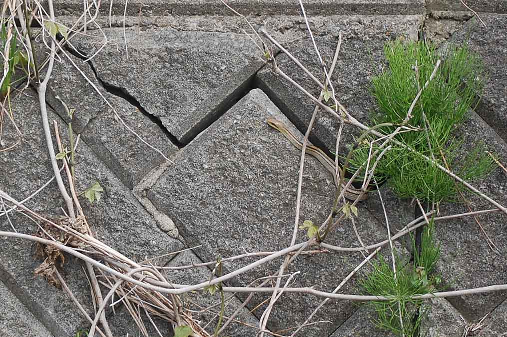 シマヘビ