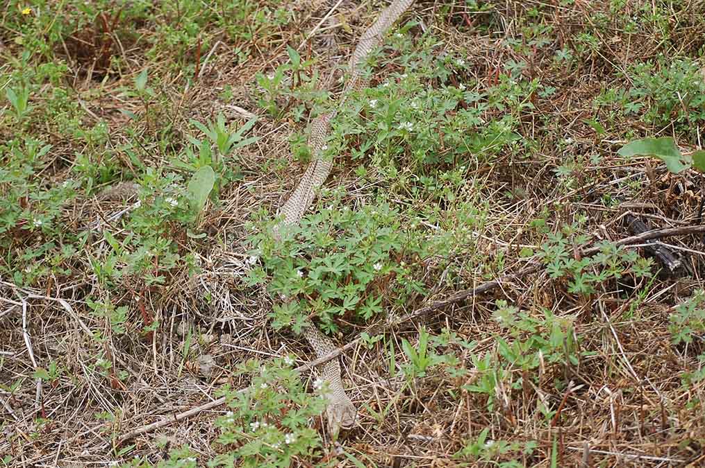 キツネアザミの綿毛