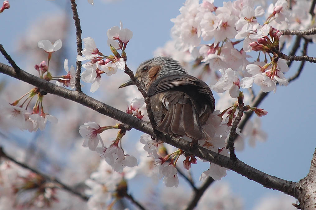 藤原宮跡の桜とヒヨドリ