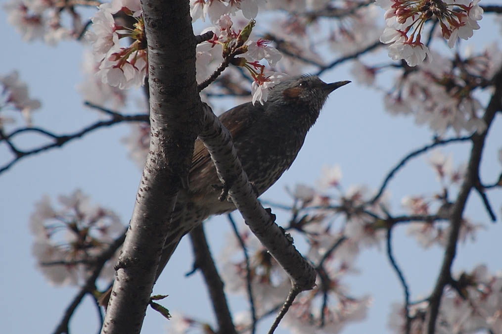 藤原宮跡の桜とヒヨドリ