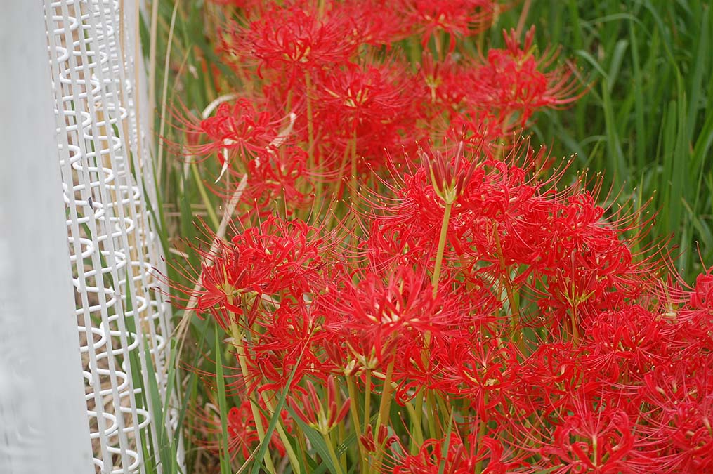 満開の彼岸花