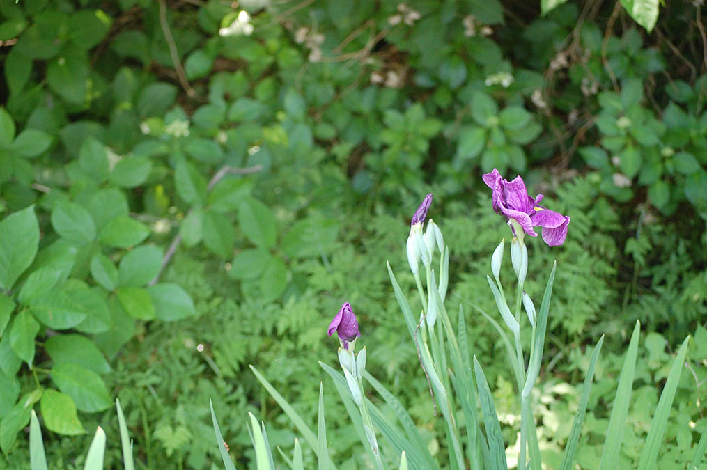 花菖蒲
