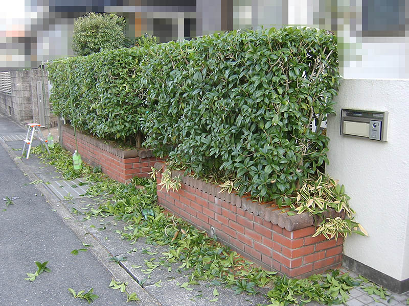 キンモクセイの生垣の剪定