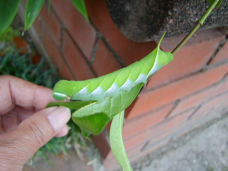 芋虫