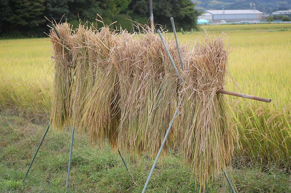 稲の束