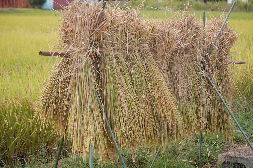 稲の束
