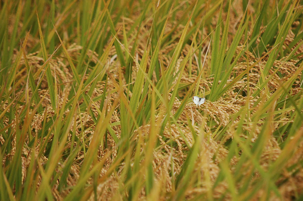 稲穂にモンシロチョウ