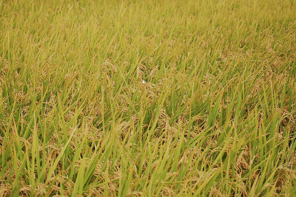 稲穂にモンシロチョウ