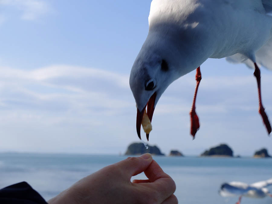 遊覧船でカモメの餌やり