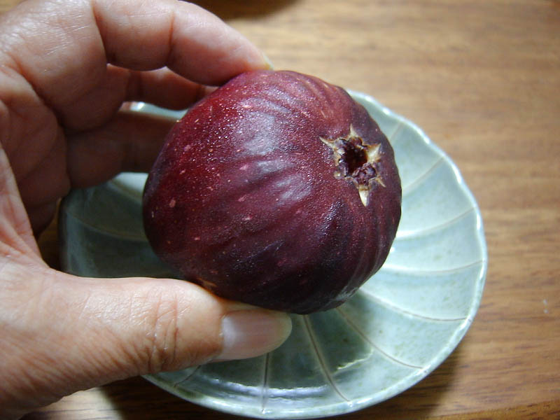 イチジク