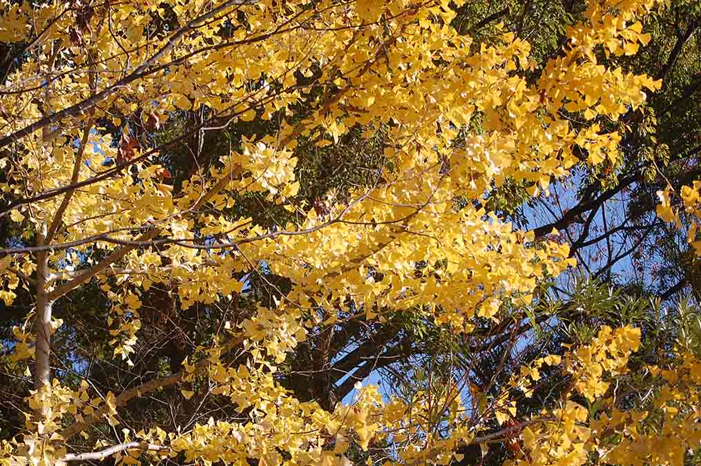 イチョウの黄葉