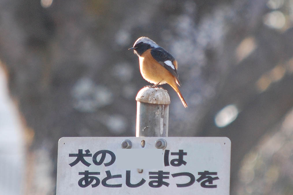 ジョウビタキ