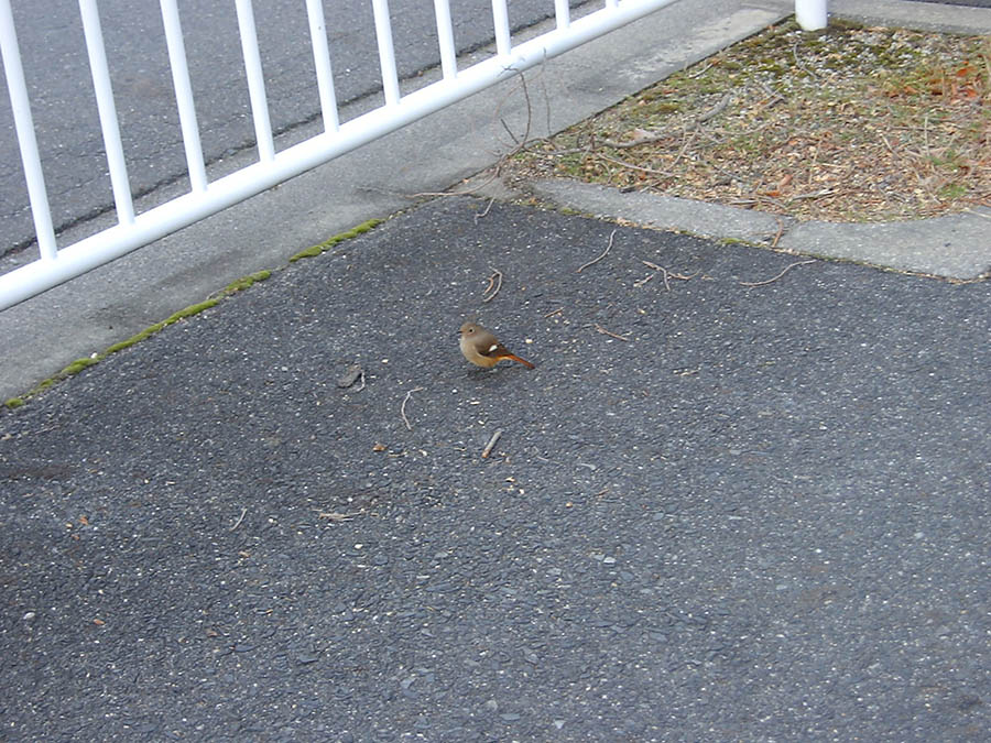 ジョウビタキ