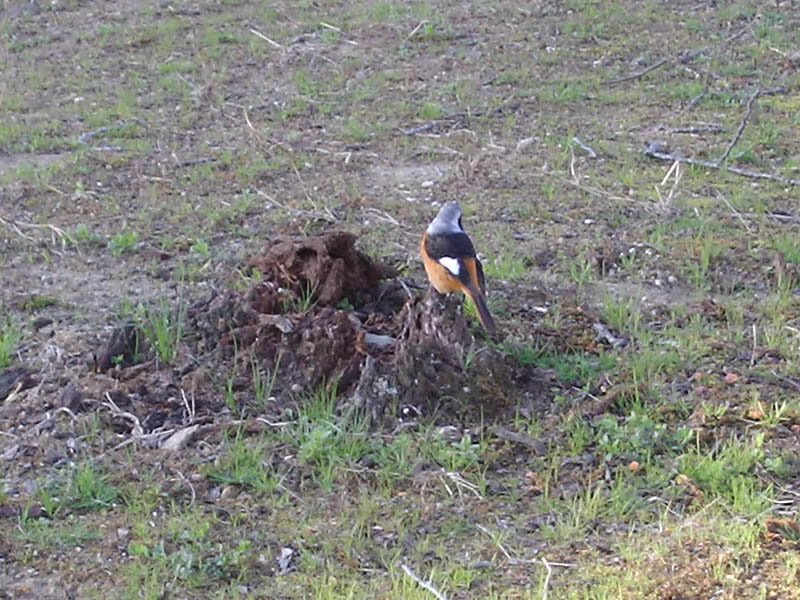 ジョウビタキ