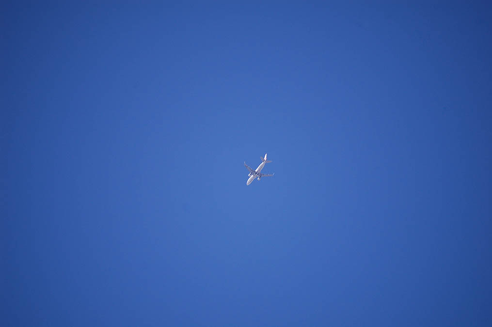 ジェット機と八重桜