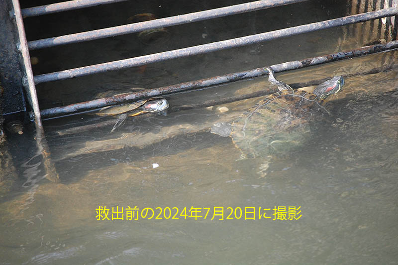救出する前のカメの画像があった