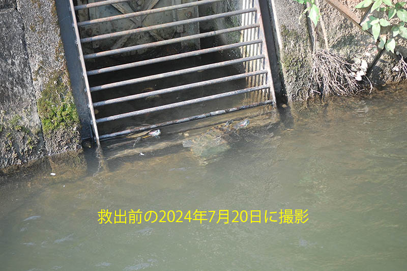 救出する前のカメの画像があった