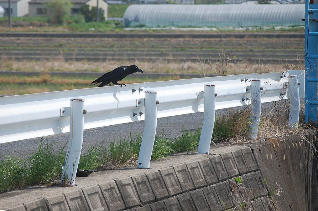 カラス